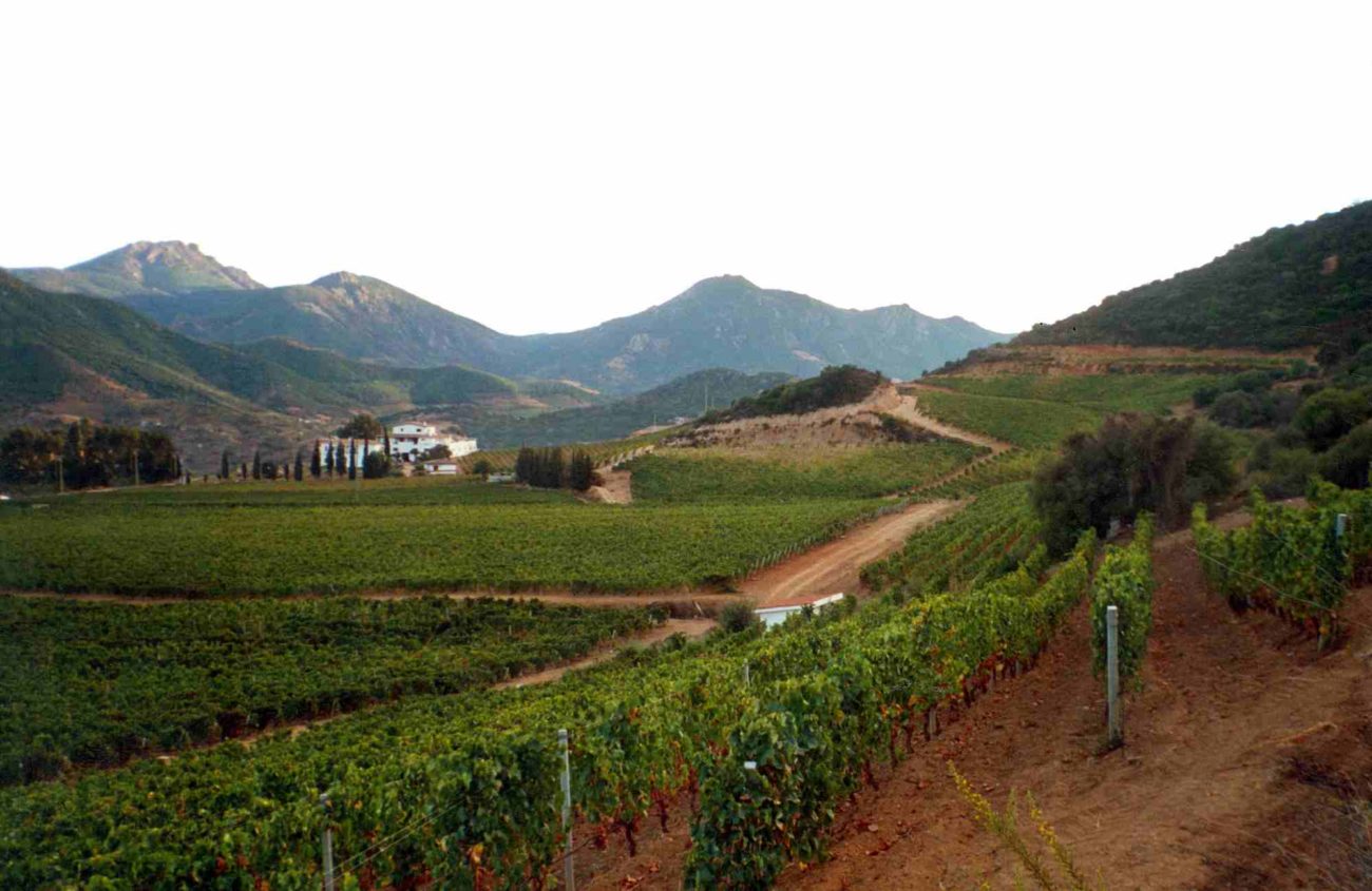 Vigneti in Sardegna — fotografia di archivio: Vitivinicola Alberto Loi