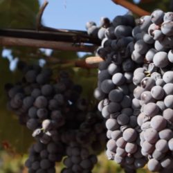 Cantina della Trexenta: dal Nasco al Carignano, dai vitigni autoctoni a quelli internazionali