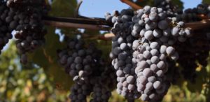 Vigneto della Cantina Trexenta