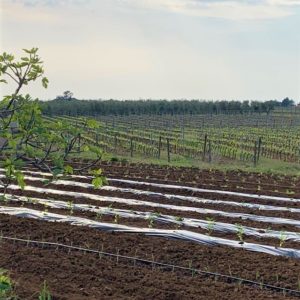 L'orto dell'azienda agricola Elisabetta