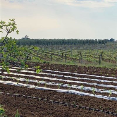 L'orto dell'azienda agricola Elisabetta L'orto dell'azienda agricola Elisabetta