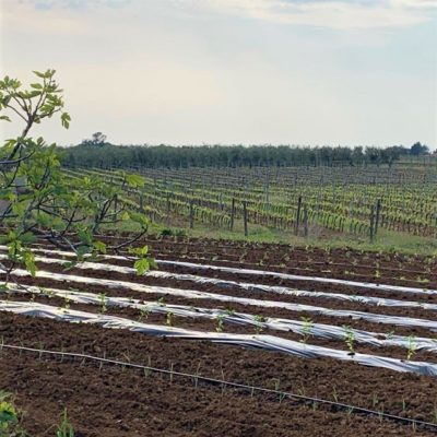 L'orto dell'azienda agricola Elisabetta