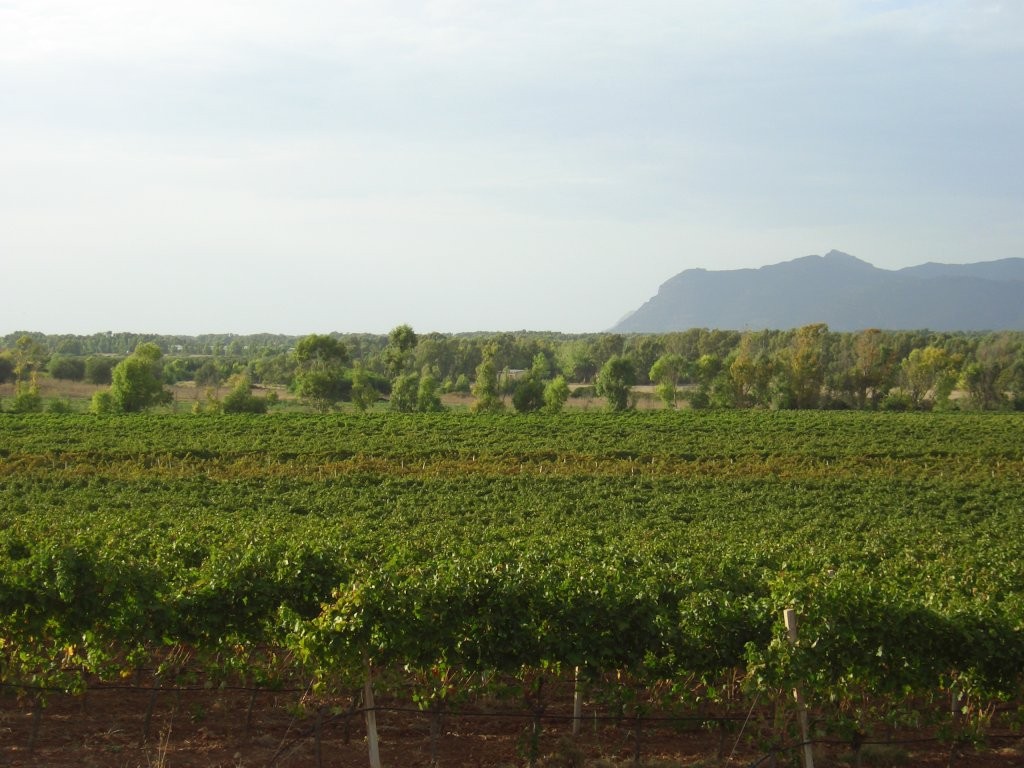 Paesaggio viticolo sardo: immagine di contesto territoriale