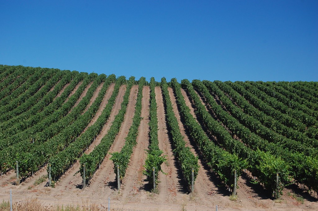 Vigneti presso Coddu Vecchiu, Arzachena: immagine di contesto territoriale